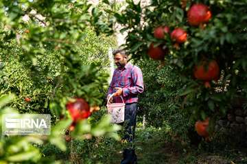 6:e granatäpple- och fikonfestivalen