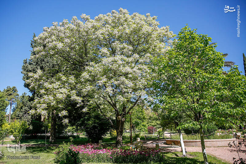 Erams trädgård (Bagh-e Eram)