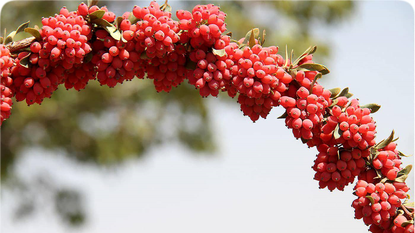 Berberis (zereshk) 