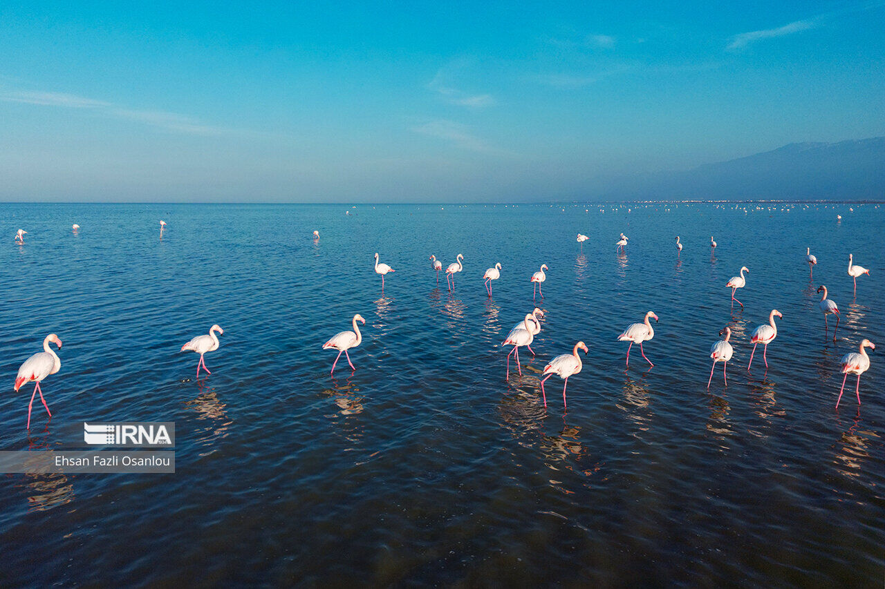 Migrerande flamingos i norra Iran